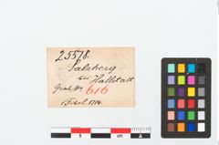 Foto von Bronzebrillenfibel (NHMW-PRAE-025578)